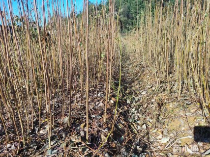 高度40厘米黄柏小苗