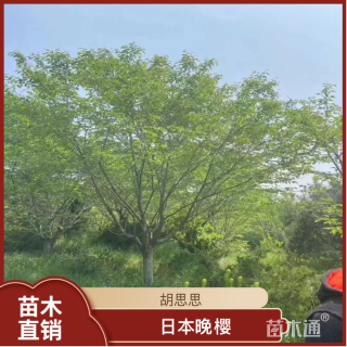 15公分日本晚樱