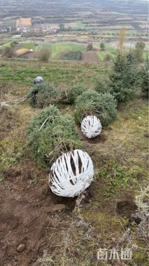高度350厘米青海云杉