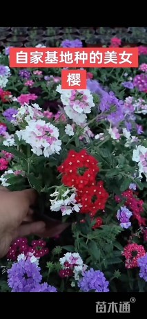 高度15厘米美女樱