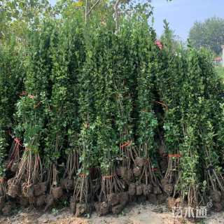 高度180厘米北海道黄杨