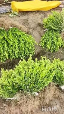 高度25厘米瓜子黄杨