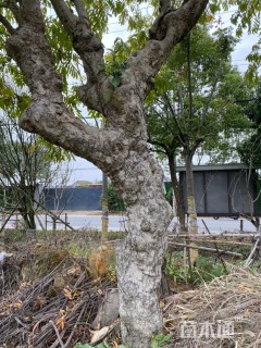60公分香樟