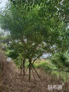 5公分紫花风铃木