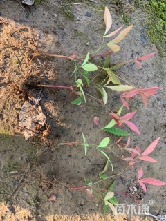 高度10厘米南天竹小苗