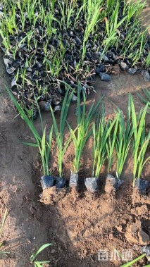 高度50厘米火星花