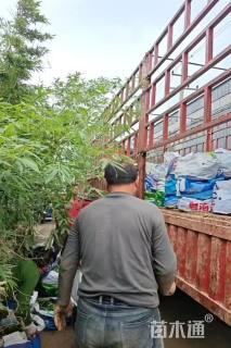 高度30厘米大吴风草