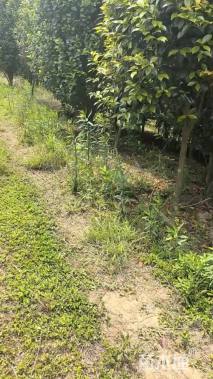 高度160厘米茶花