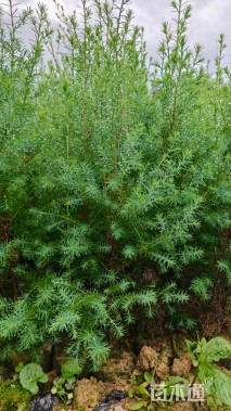 高度80厘米柏木