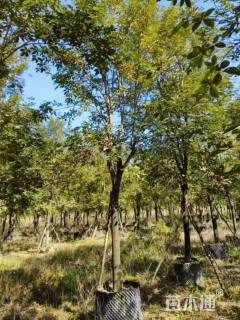 10公分黄花风铃木