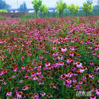 高度20厘米松果菊