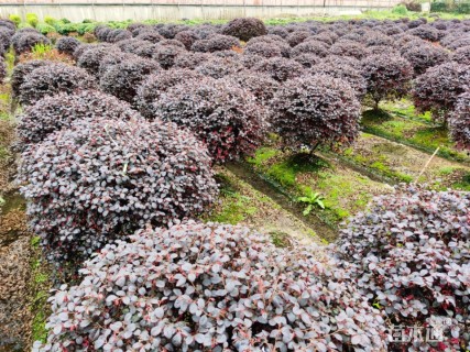 冠幅120厘米红花继木球