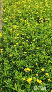 高度20厘米木春菊