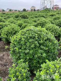 冠幅200厘米海桐球