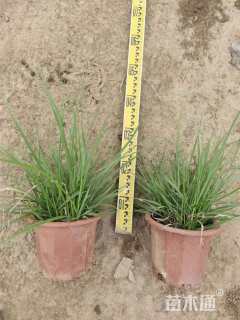 高度35厘米金红羽狼尾草