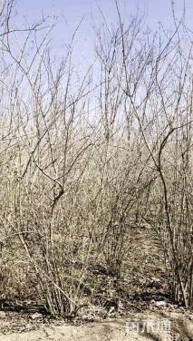 高度250厘米丛生金银木