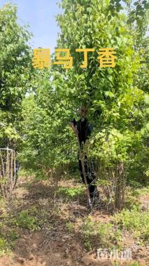 高度300厘米丛生暴马丁香