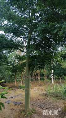 20公分美丽异木棉