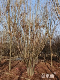 高度600厘米(5杆)丛生白蜡