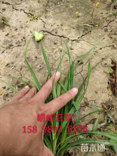 高度25厘米崂峪苔草