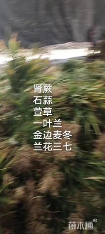 高度10厘米玉龙草