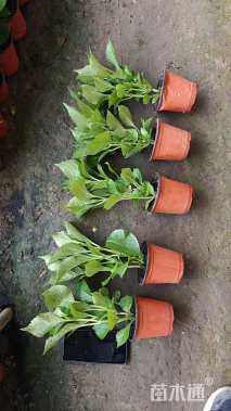 高度30厘米八仙花