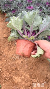 高度20厘米羽衣甘蓝