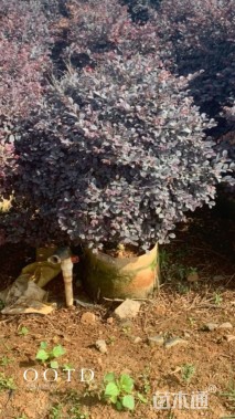 冠幅80厘米红花继木球