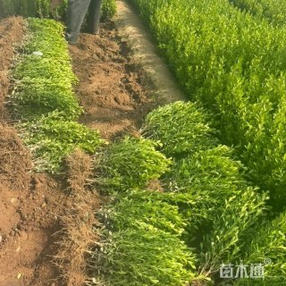 高度40厘米瓜子黄杨小苗