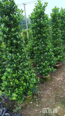 高度200厘米火山榕