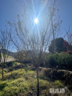 高度400厘米红花紫薇