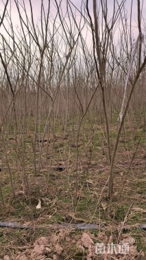 高度200厘米合欢小苗