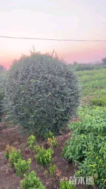 冠幅100厘米亮晶女贞球