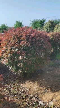 冠幅200厘米红叶石楠球