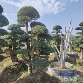 40公分造型小叶女贞