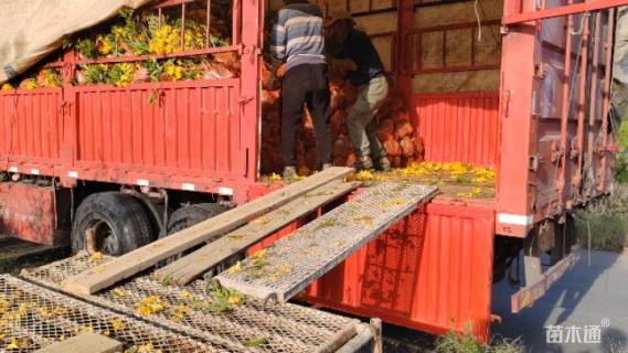 高度30厘米映山红