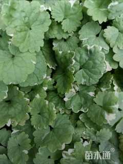 高度8厘米活血丹