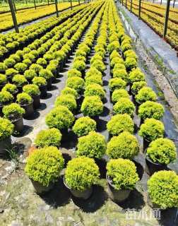 冠幅30厘米金黄球柏