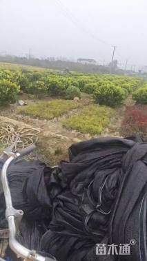 冠幅110厘米金森女贞球