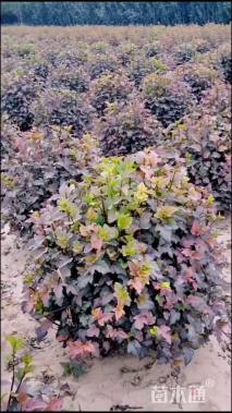 高度80厘米紫叶风箱果