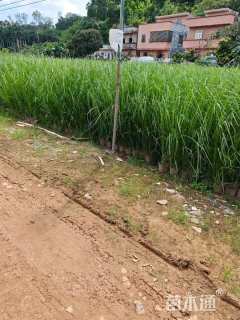 高度60厘米香根草