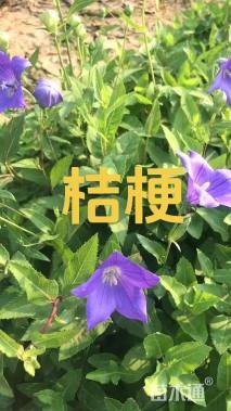 高度30厘米桔梗