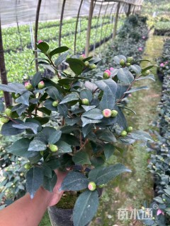 冠幅200厘米茶花球