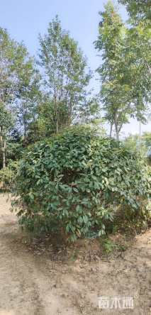 冠幅80厘米红叶石楠球