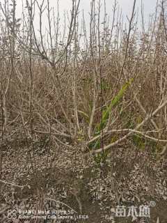 高度200厘米海滨木槿