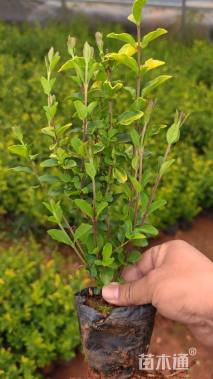 高度30厘米小叶女贞