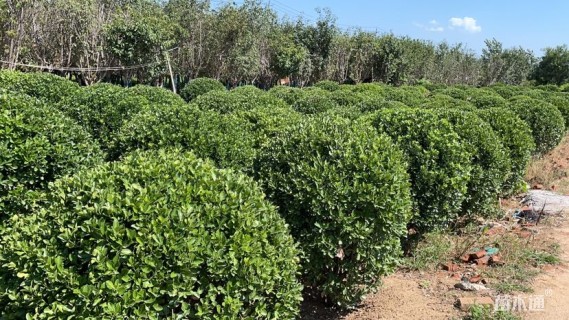 冠幅120厘米大叶黄杨球