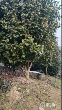 高度250厘米茶花