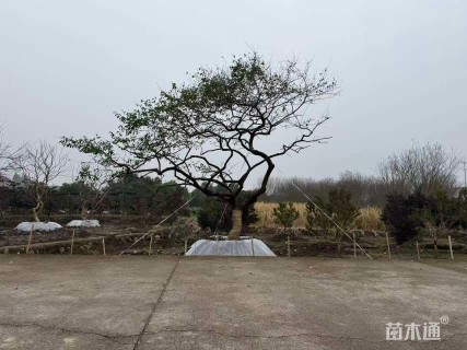 23公分骨里红梅