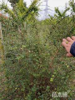 高度10厘米川滇蜡树